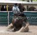 _MG_0811C